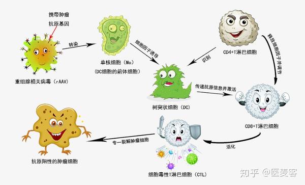 重磅!基于actl技术的自体t细胞疗法ind获cde受理丨医麦猛爆料