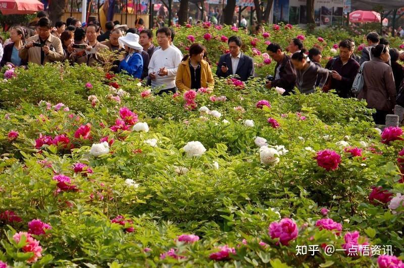 2021年第39届中国洛阳牡丹文化节即将开幕