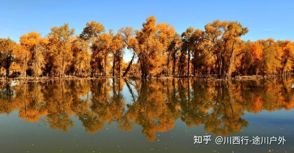 新疆旅游景区景点新疆必去十大胡杨林