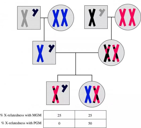 男孩与女孩的x染色体分享自父系的祖母(奶奶)和母系的祖母(外婆/姥姥)