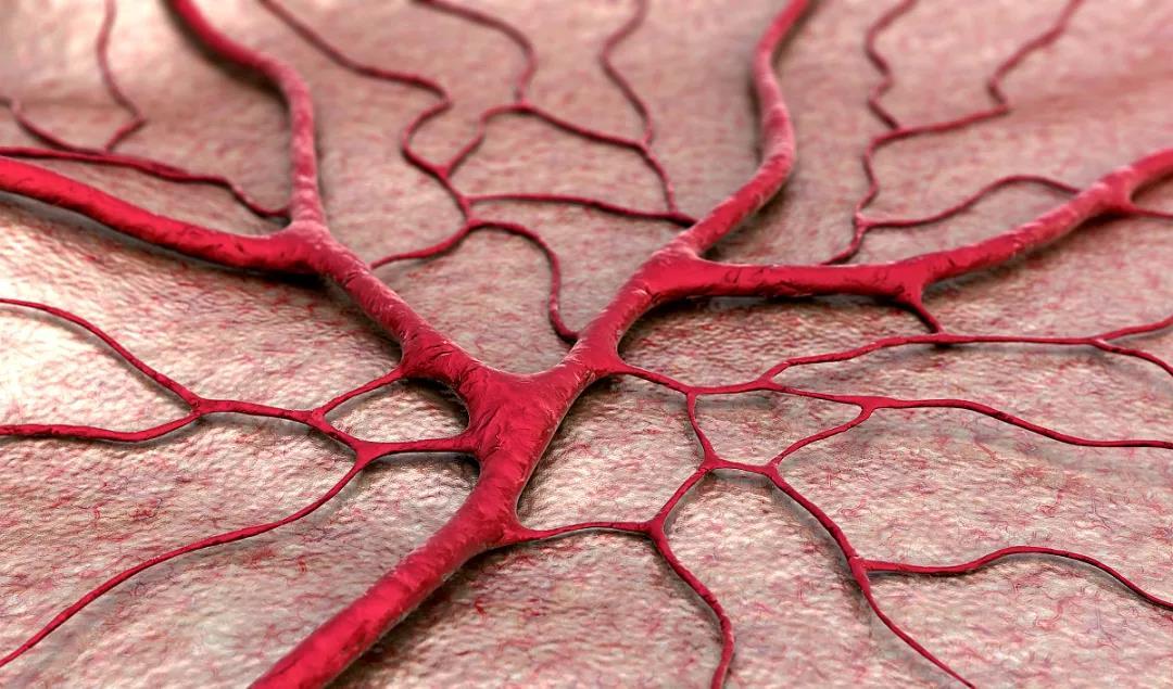 什么是毛细血管