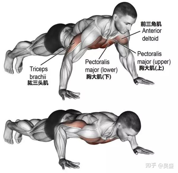 俯卧撑能训练到几乎你的全身肌肉,坚持下去的胸肌和上臂会明显变粗变