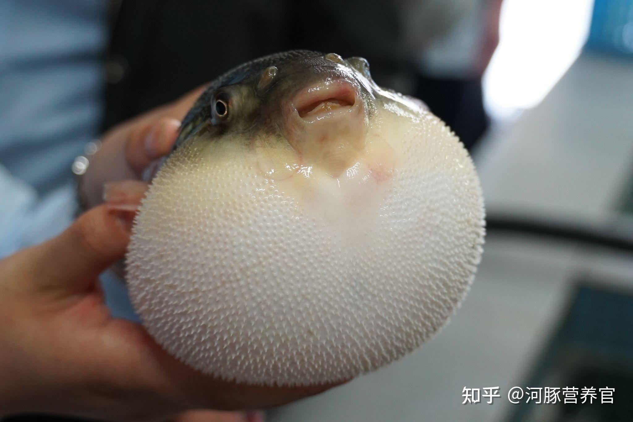 不要抱着侥幸心理,因为了贪一时的口味享受而去私自食用野生河豚鱼