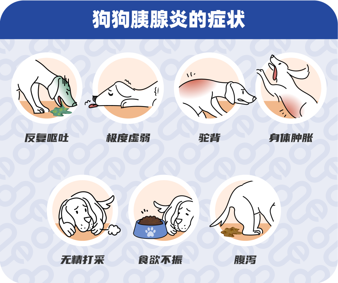 患有胰腺炎的犬猫有什么表现?