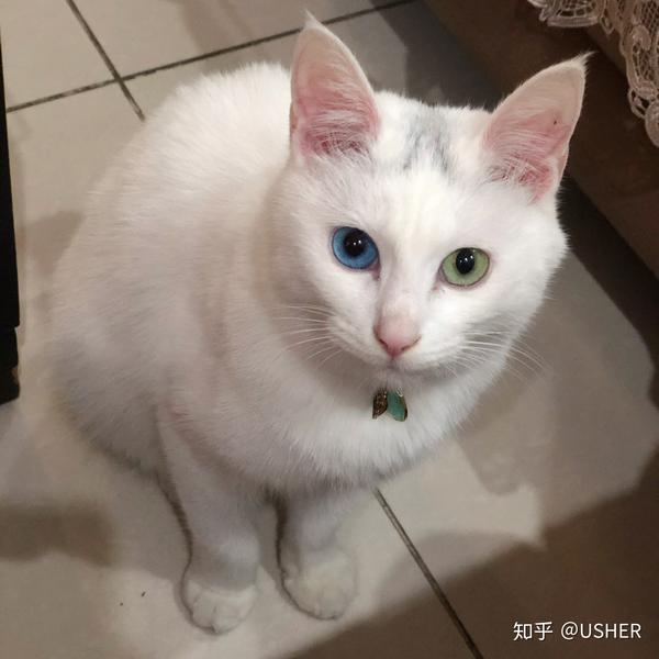 异瞳猫的出现概率高不高