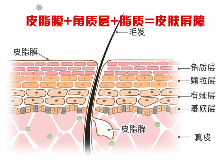 角质层薄皮肤容易受刺激,是激素脸吗?