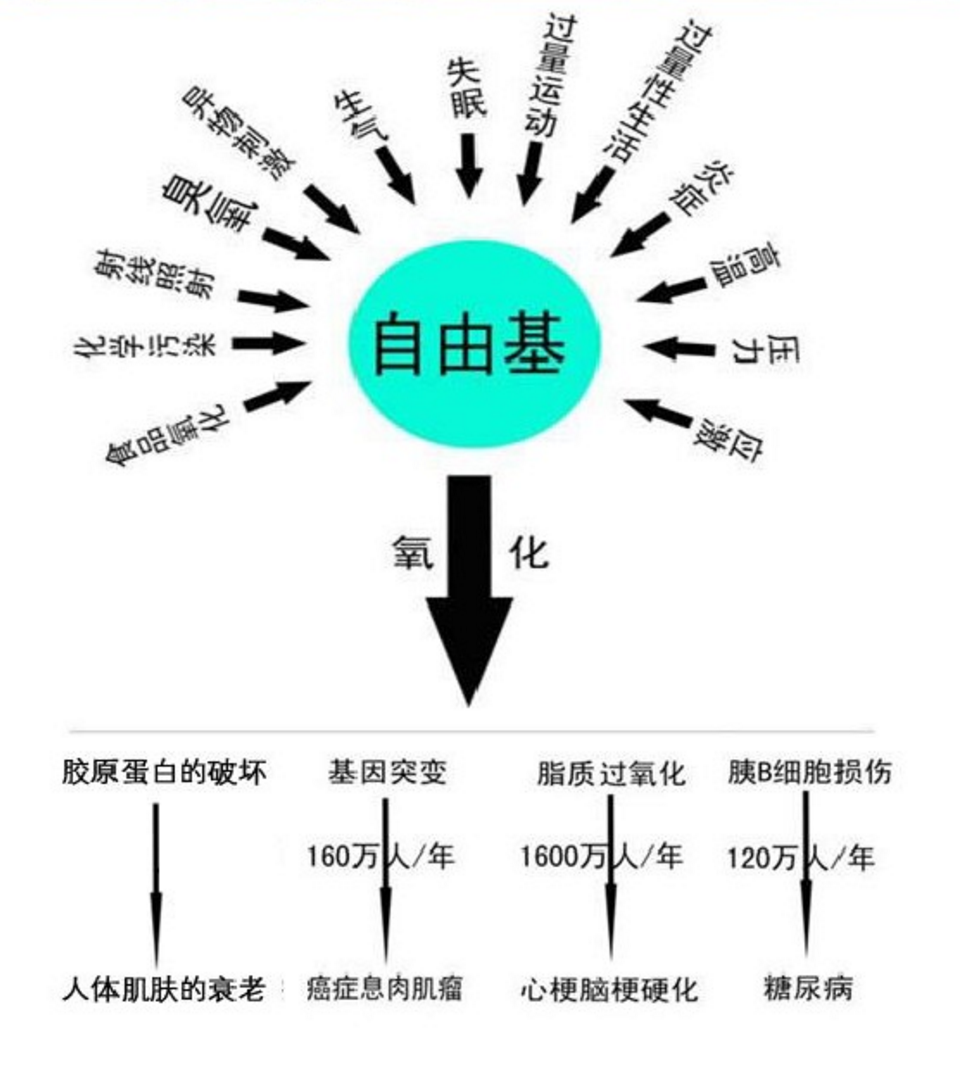 自由基 