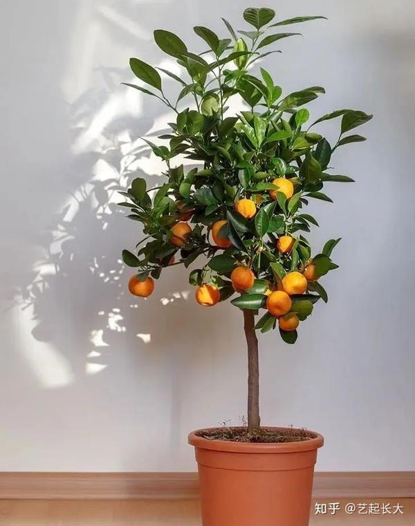 【云植树】| 在家种一棵秋天就能结果的砂糖橘树