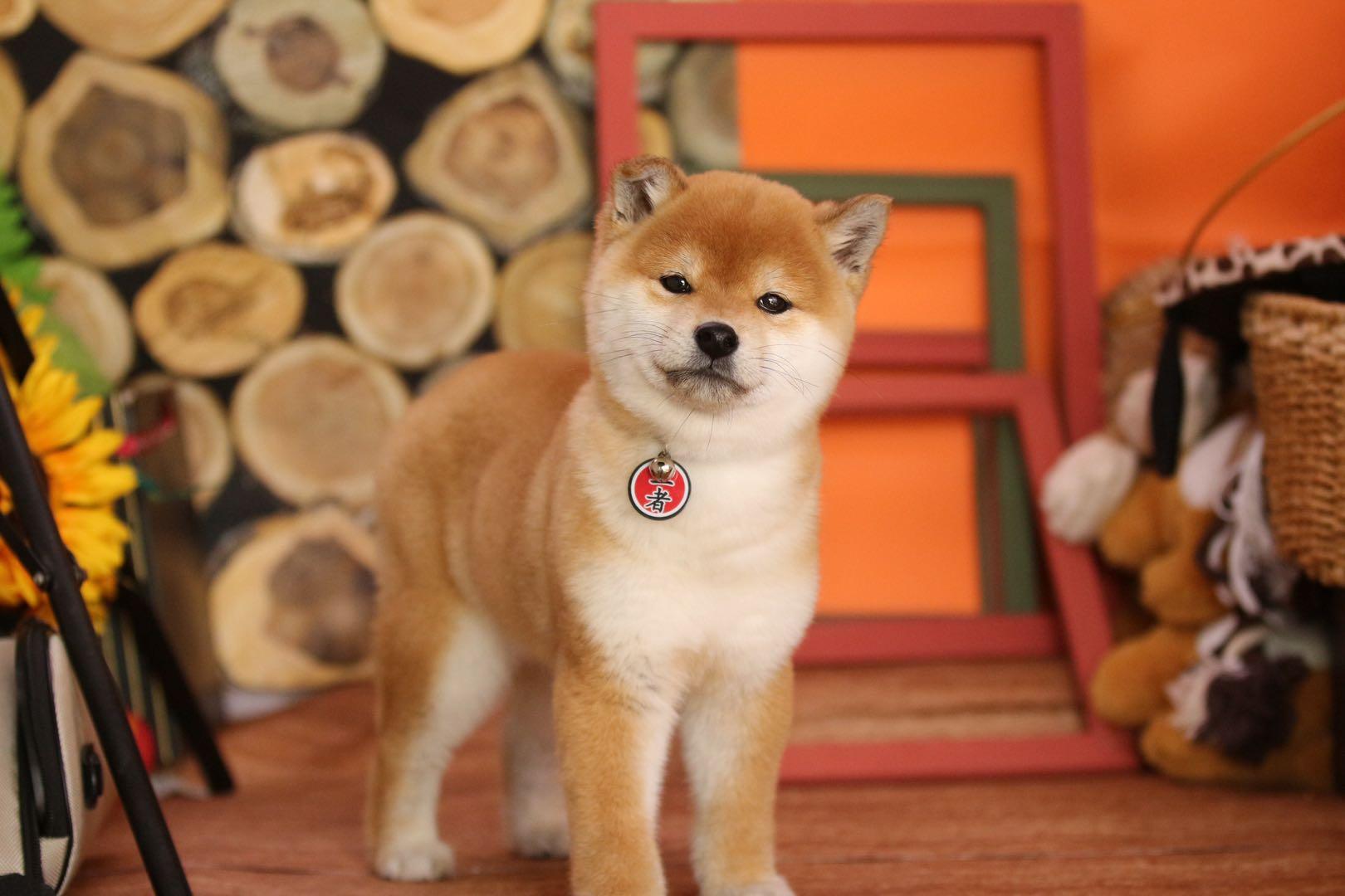 随着大家对柴犬了解的增多,很多人开始选择购买有证书的纯血统柴犬,那