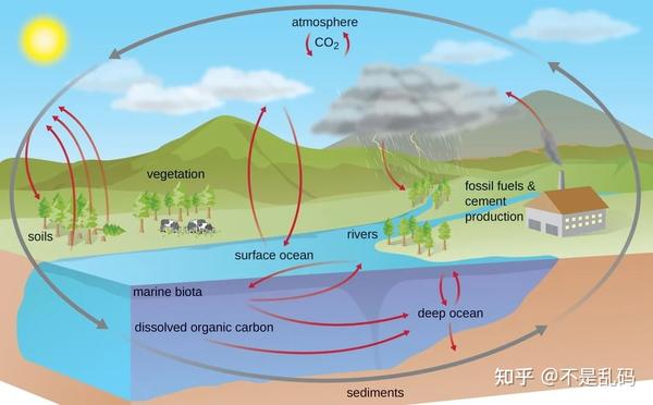 碳循环示意图.来源:https://microbenotes.com/carbon-cycle