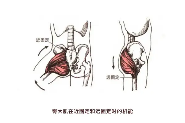 肌肉科普探讨身体肌肉臀大肌