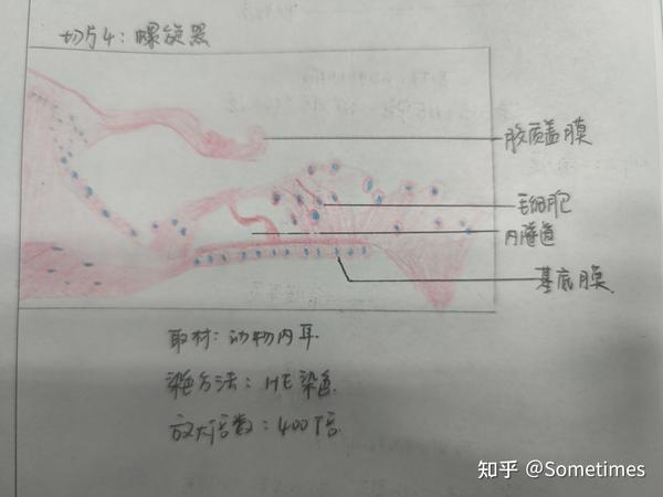 甲状腺切片