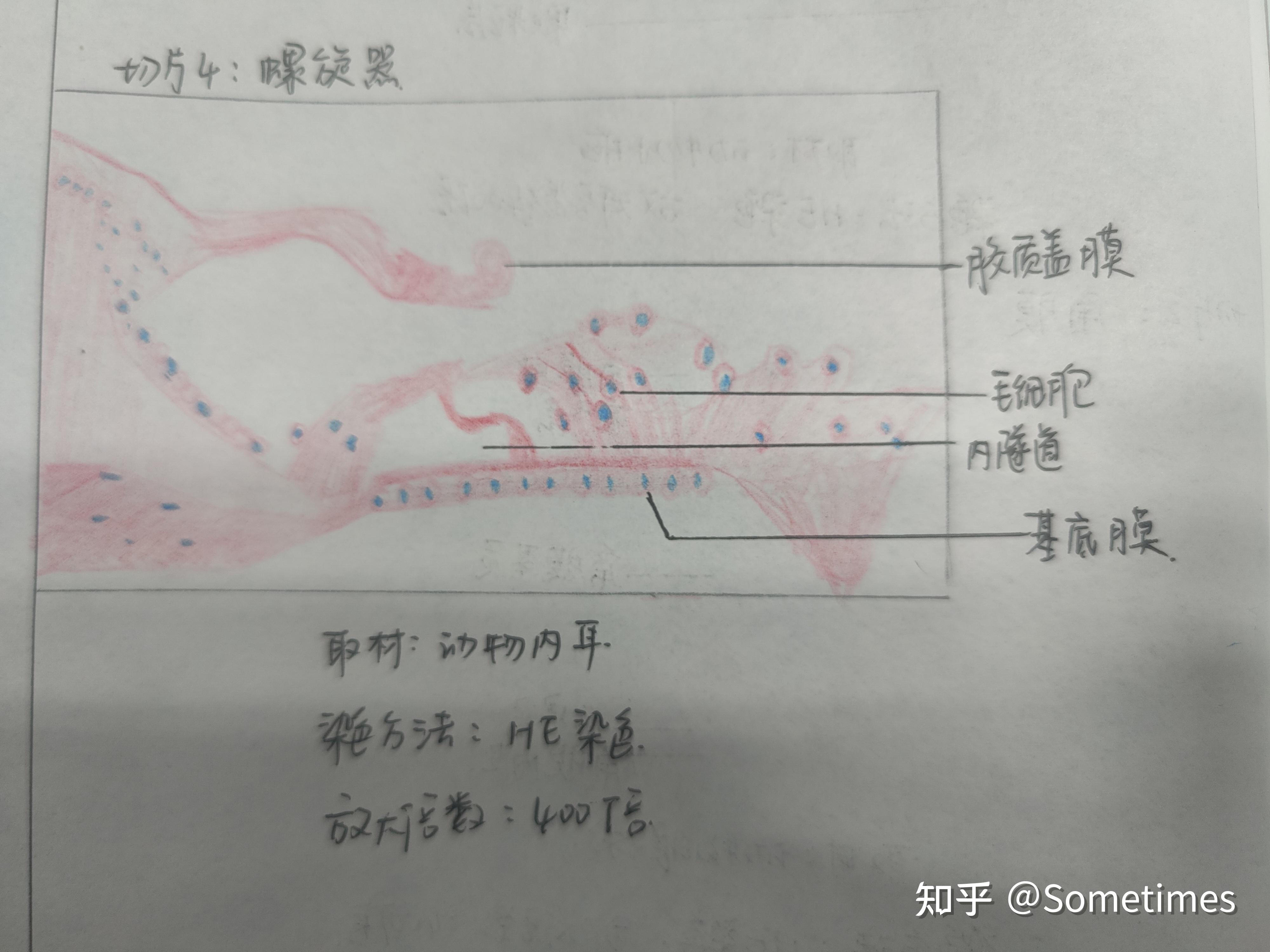 组胚红蓝铅笔绘图