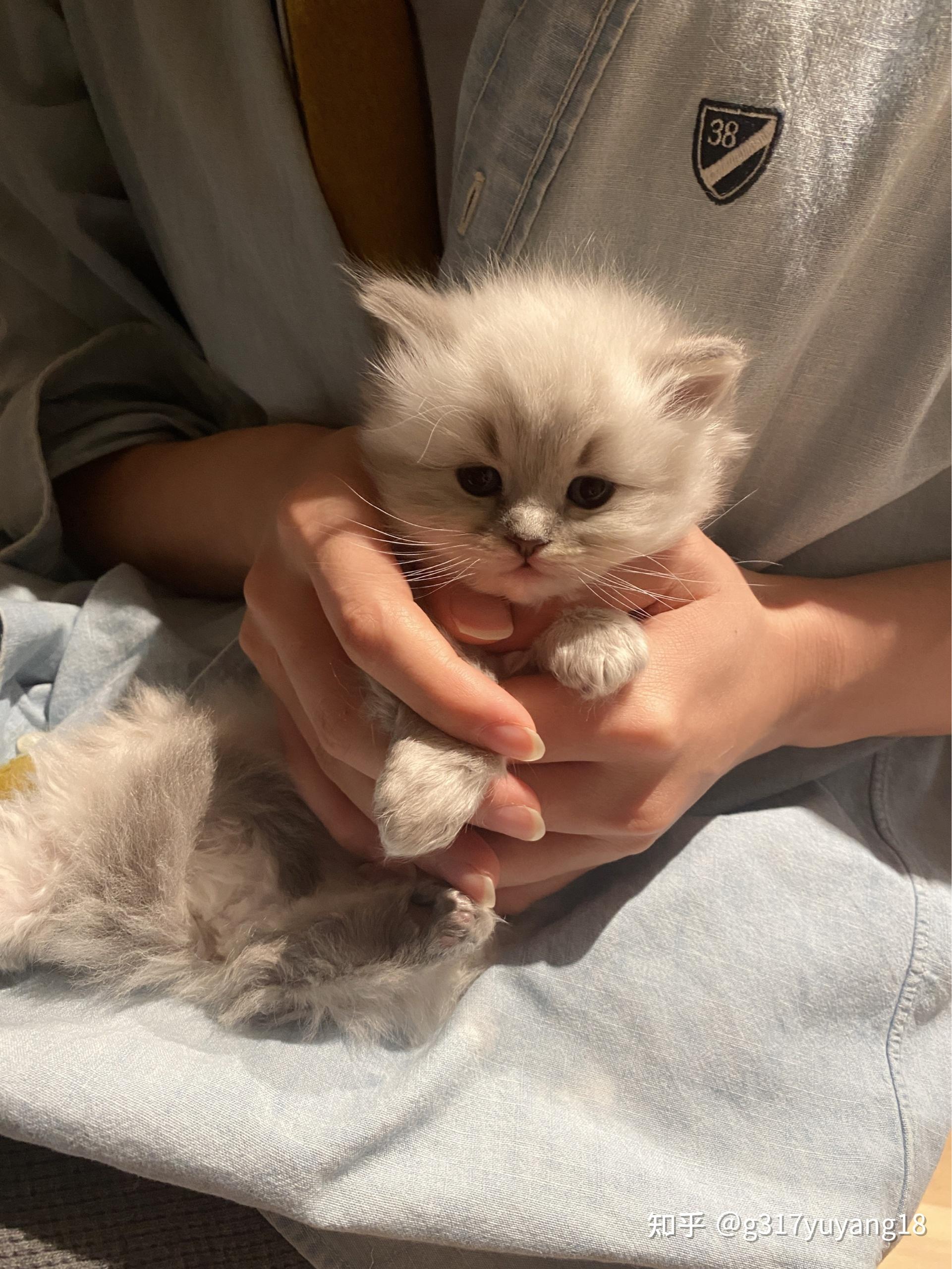 南京家庭生的一窝山猫手套布偶猫有没有朋友有兴趣领回家的
