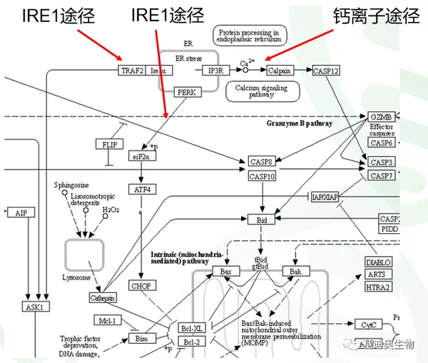 内质网应激信号的三种传递途径