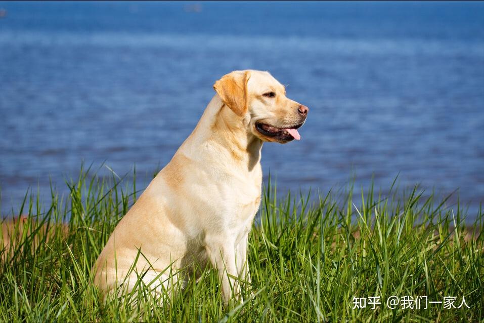 2,拉布拉多寻回犬