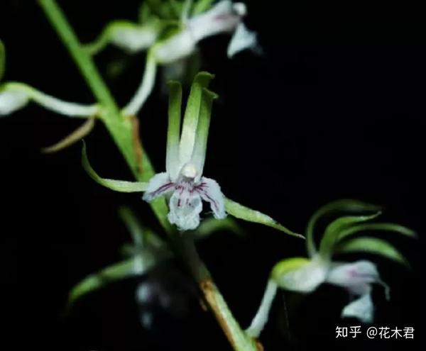 (iucn)保护名单,级别为 低危(lc);也被 《濒危野生动植物种国际贸易