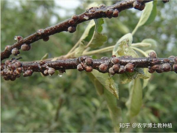 (2)强大繁殖能力:枣大球蚧危害严重的一个重要原因就是强大的繁殖能力