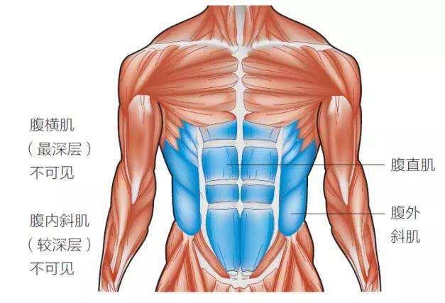 干货每天分享一块肌肉腹内斜肌与腹外斜肌