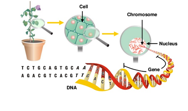 如何提取植物细胞和植物组织样本中的dna