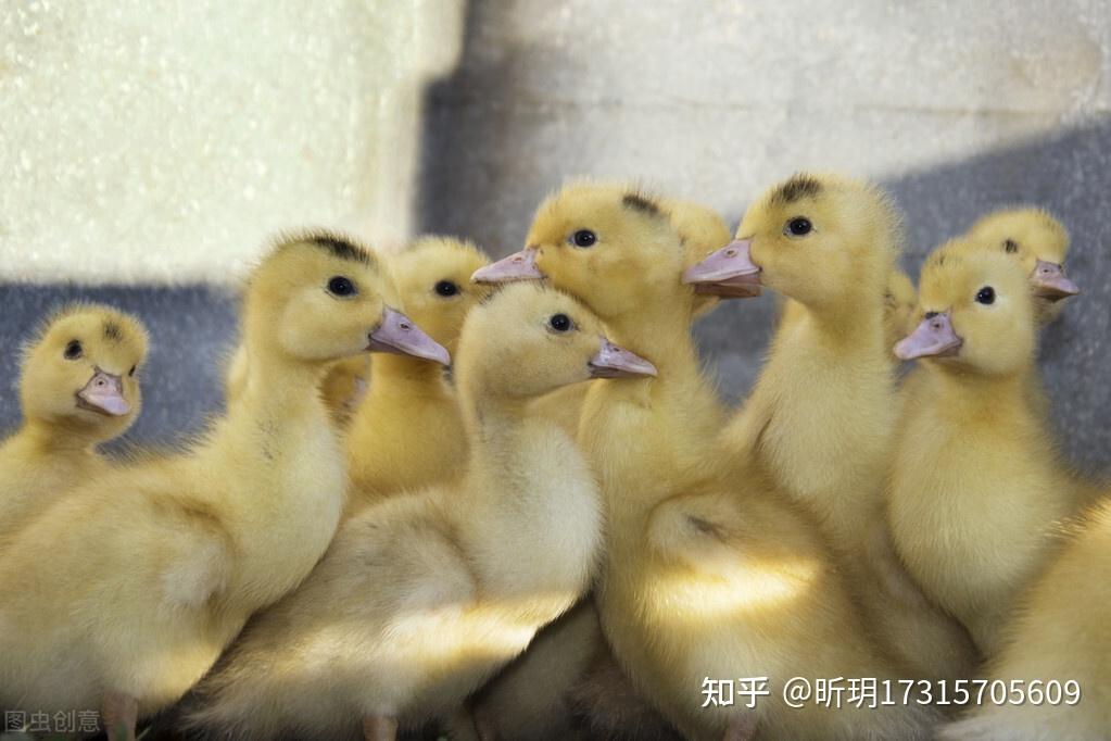 鸭子嘴不停的张怎么回事 鸭子用嘴呼吸是怎么回事 鸭子不停的张嘴呼吸