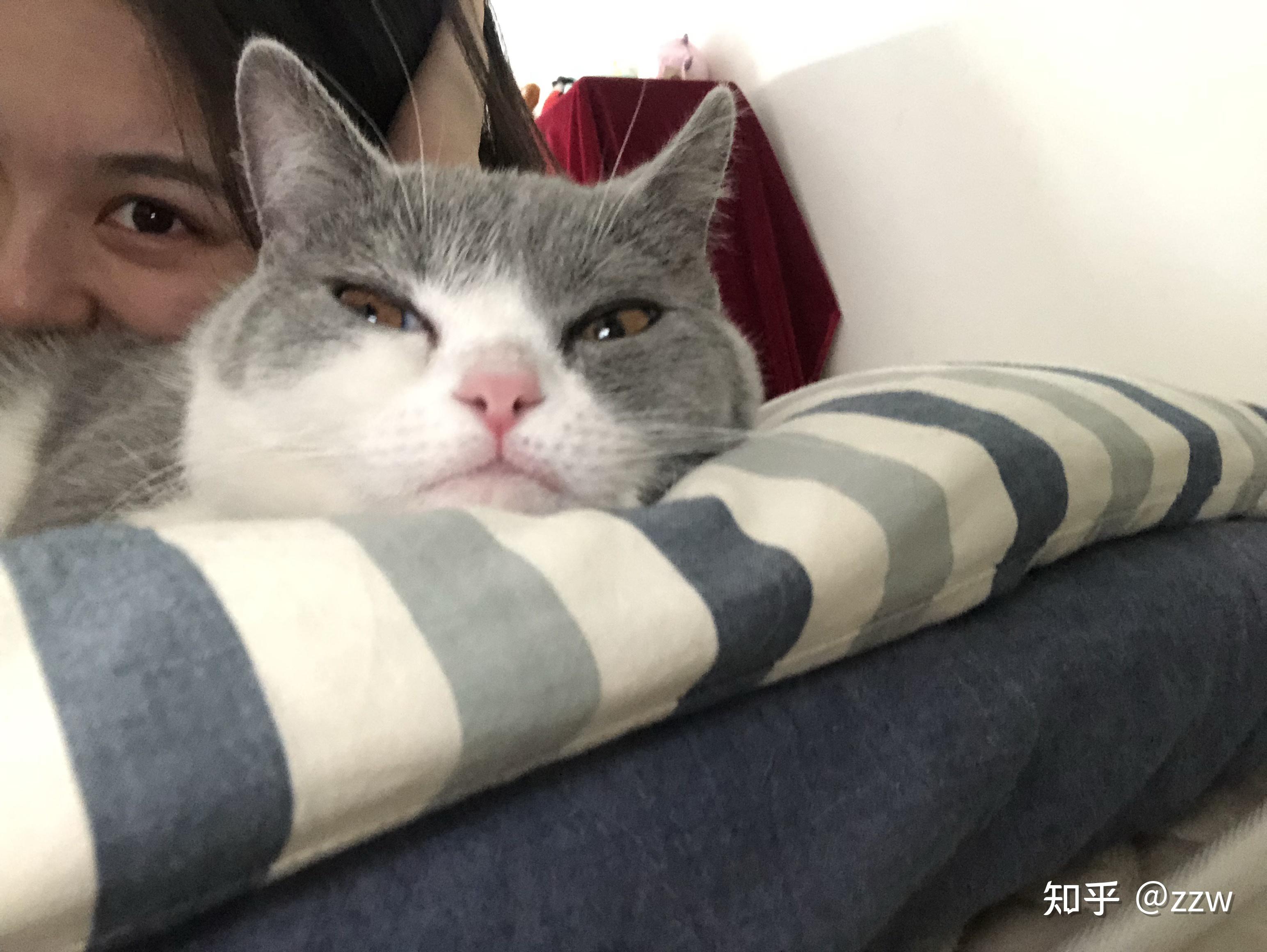蓝白英短好养吗?