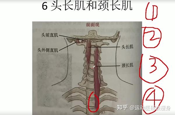 这两块肌肉的前方是交感神经,我们可以通过针刺或者手法强刺激对这两