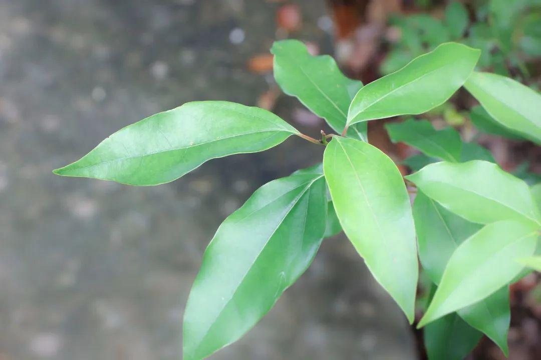 含高比例芳香醇的芳樟叶精油