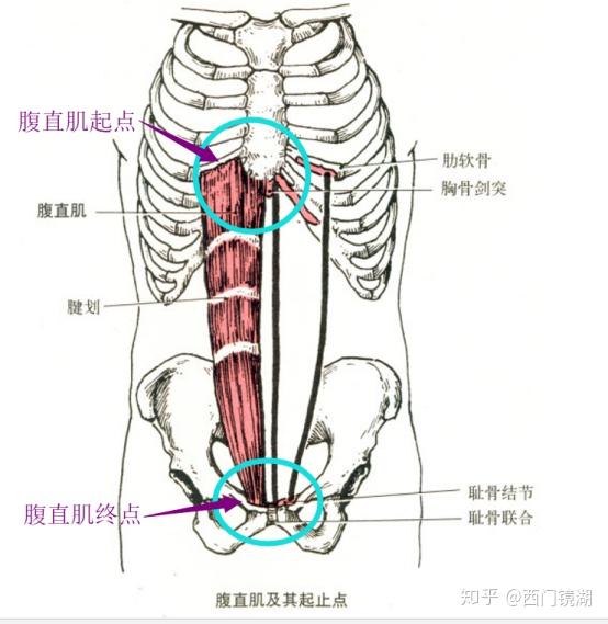 因为这个动作锻炼的是我们的腹直肌,腹直肌起点是我们的胸腔胸骨,重点