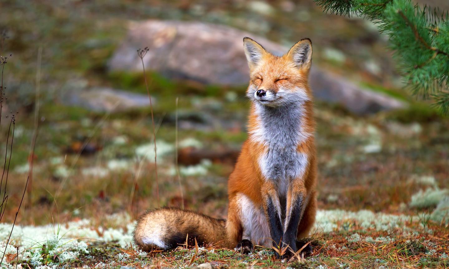 动物远征队 the animals of farthing wood 1