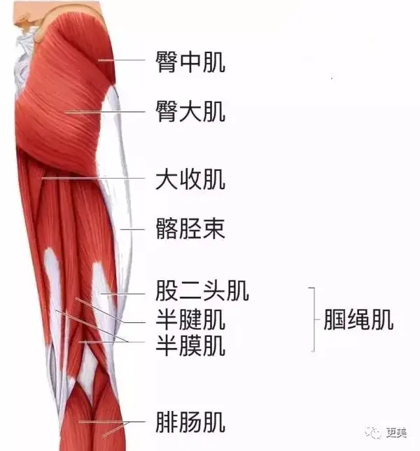 腿部肌肉力量也需要增强,一部分是大腿部分的髋部伸肌,包括大腿后侧的