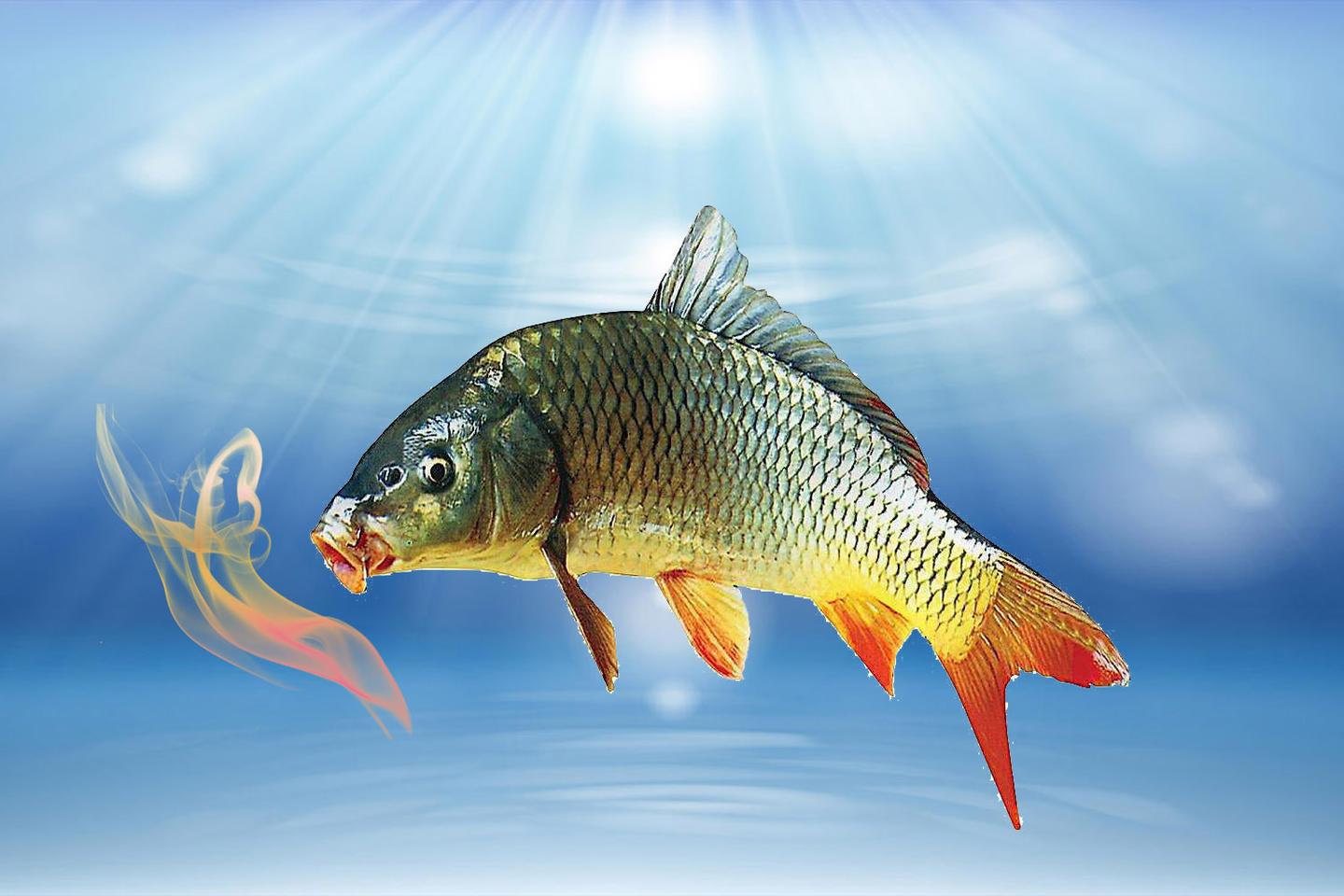 怎样知道鱼喜欢吃什么味道的食物?鱼类的摄食和气味学