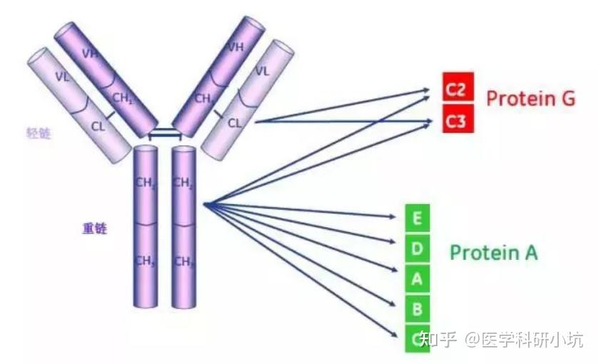 单克隆抗体下游工艺一篇就够了