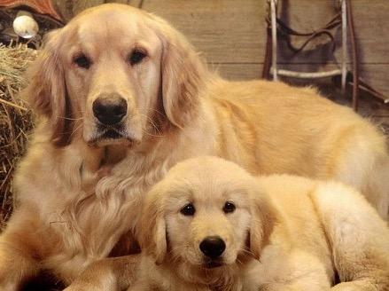 第四名:金毛巡回犬