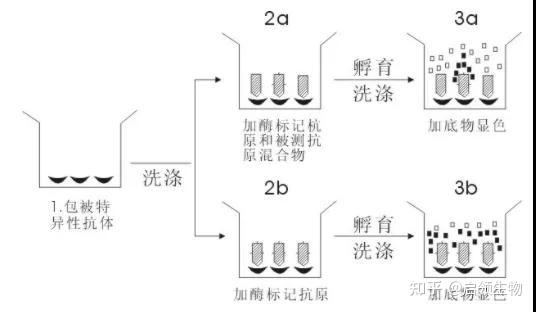 分子实验室之elisa技术