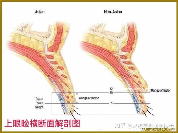 眼睑结构解剖