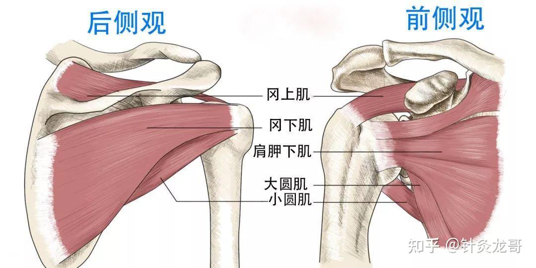 手阳明大肠经,在肩关节周围的循行为"上臑外前廉,上肩,出髃骨之前廉"