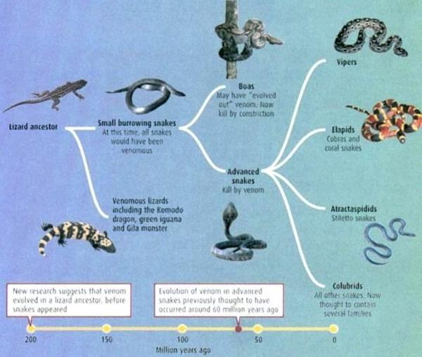 tpo      biology (snake evolution) 关于蛇的进化