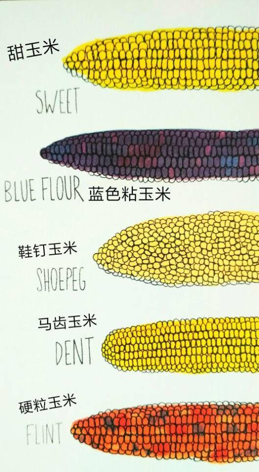 童年课堂 | 解剖农场lesson 18