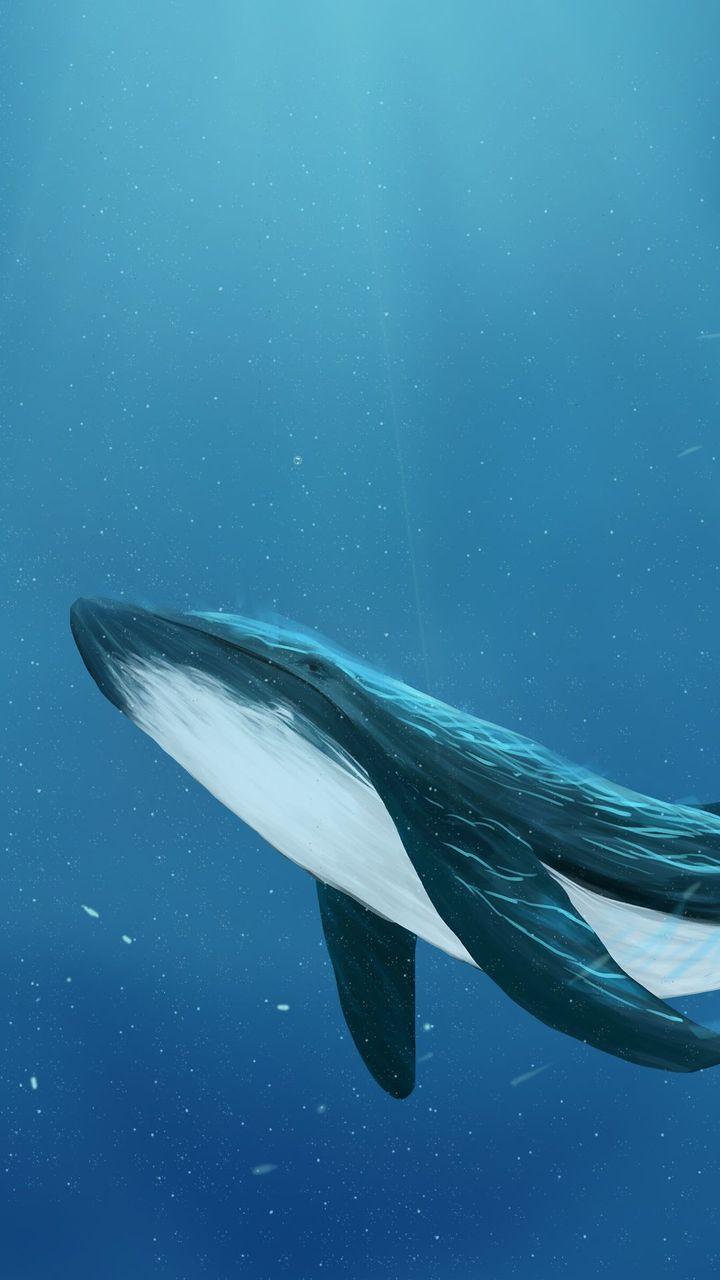 海洋和鲸 知乎