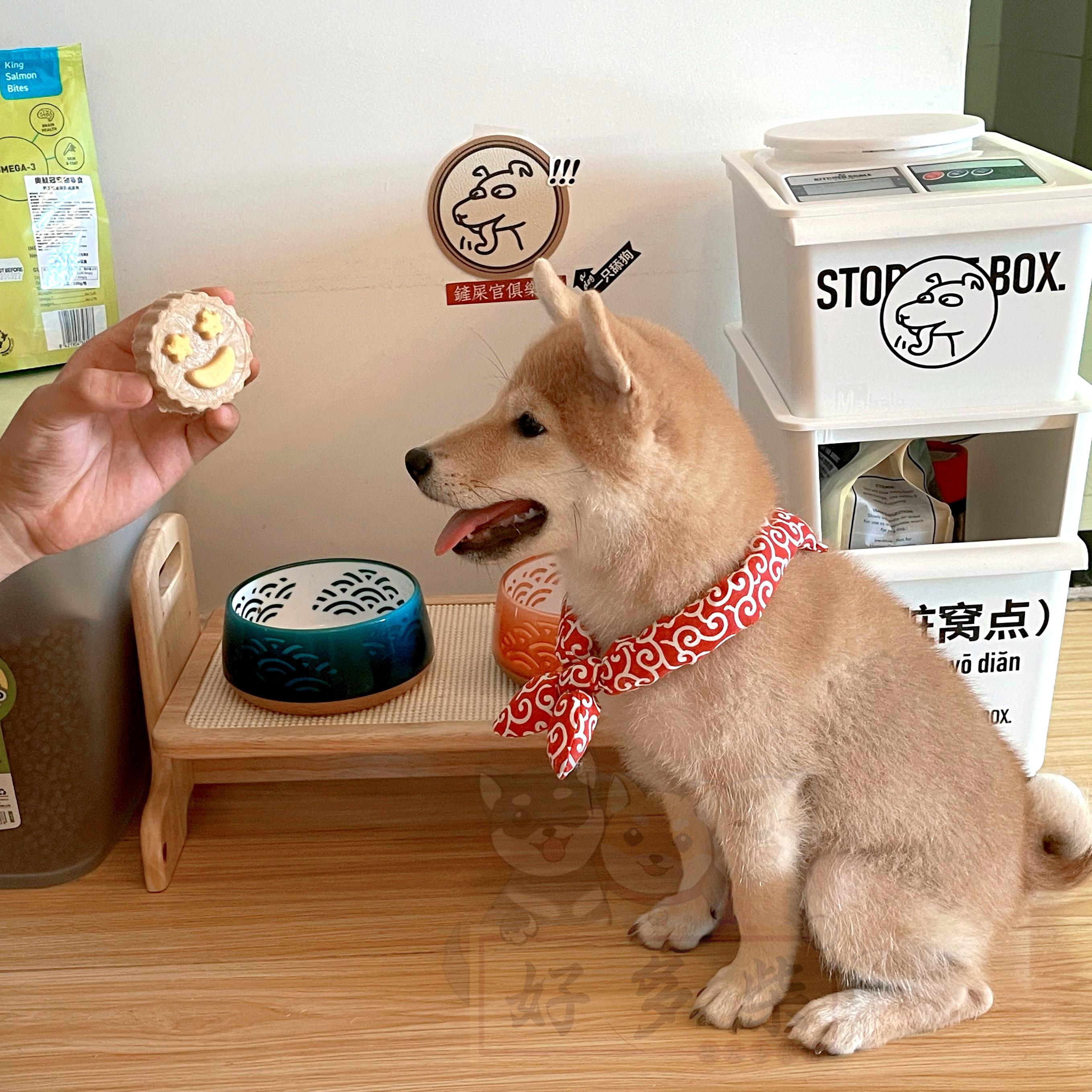 柴犬百科如何喂养柴犬幼犬