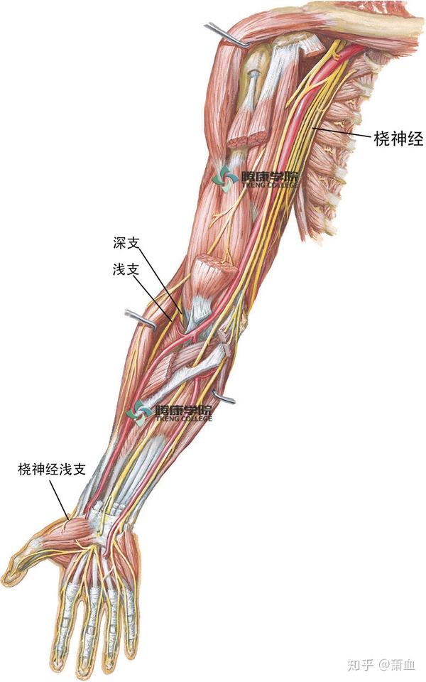 桡神经应用解剖