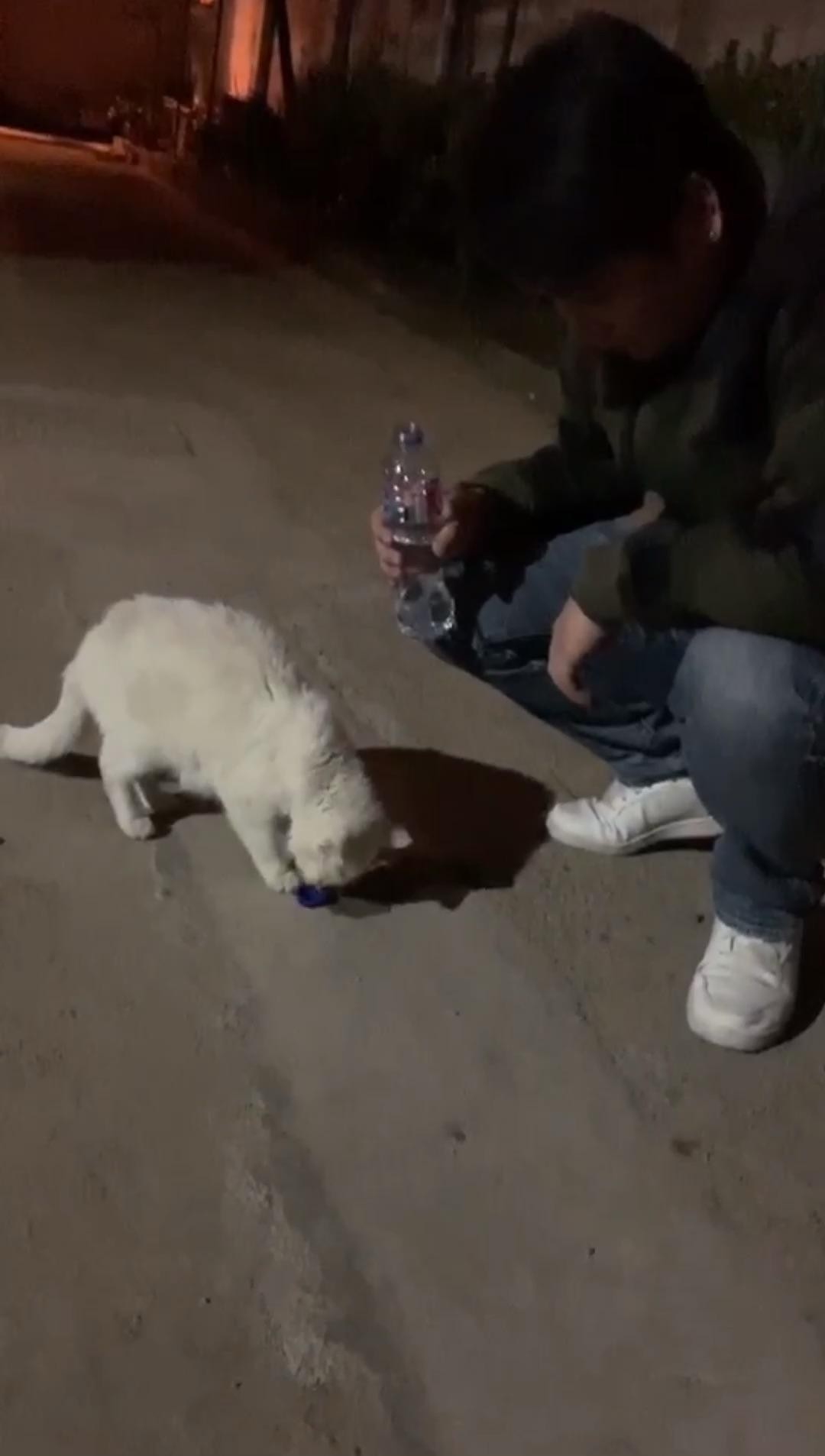 小区里的流浪猫