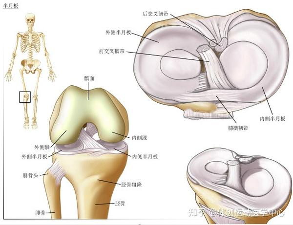 如果存在先天性的 盘状半月板畸形,会加大损伤机会; 当 膝关节弯曲