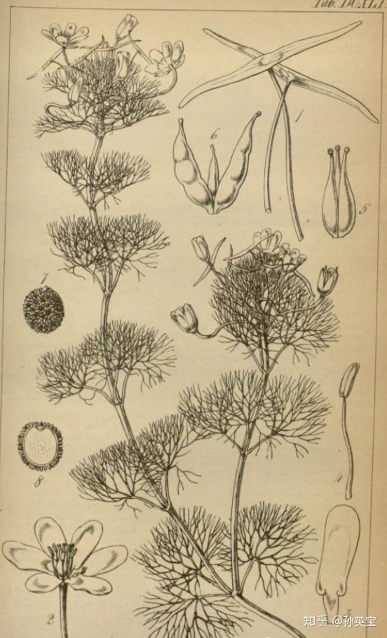 科学绘画||被子植物家族莼菜科成员