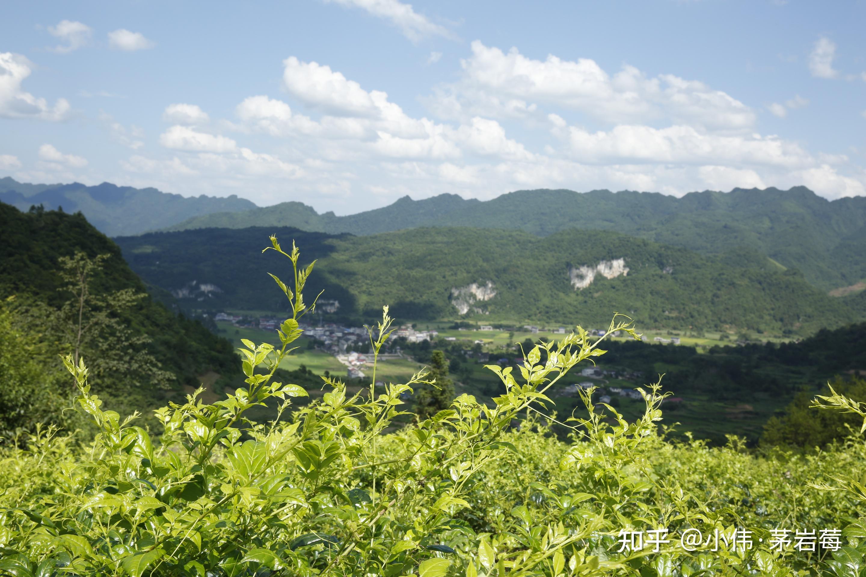 茅岩莓茶是哪里采摘的有没有受污染