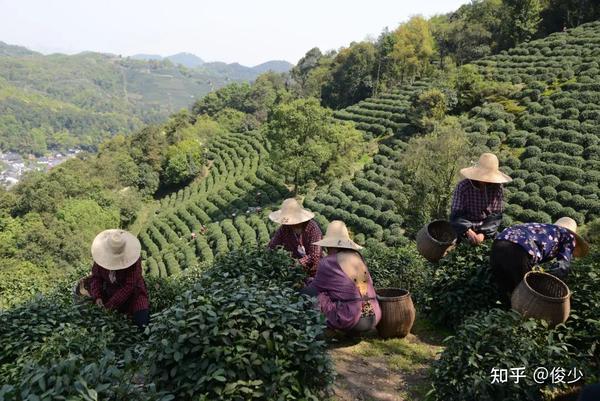 几个小而美的西湖龙井山场