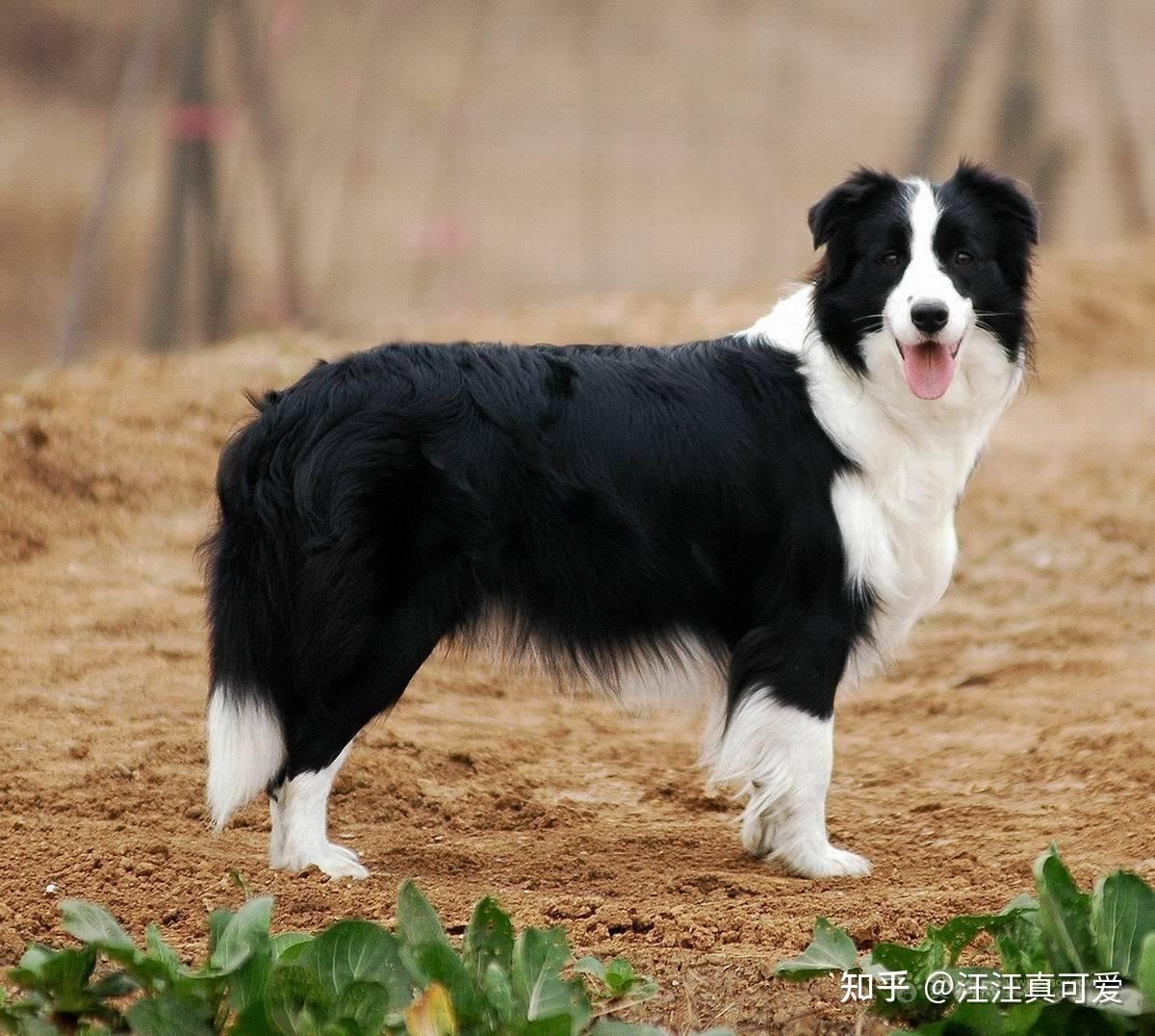 边境牧羊犬是一种牧羊犬,为柯利牧羊犬的一种.