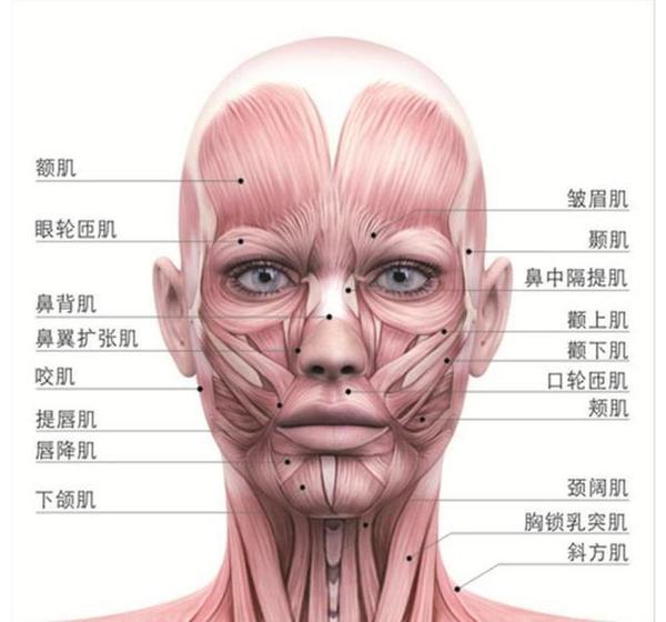 化妆基础课了解面部面部结构与七种脸型的特征