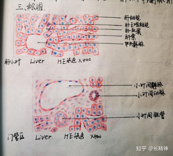 注意:杯状细胞也是有细胞核的,我当时忘了画…(●°u°●) 」 5,消化